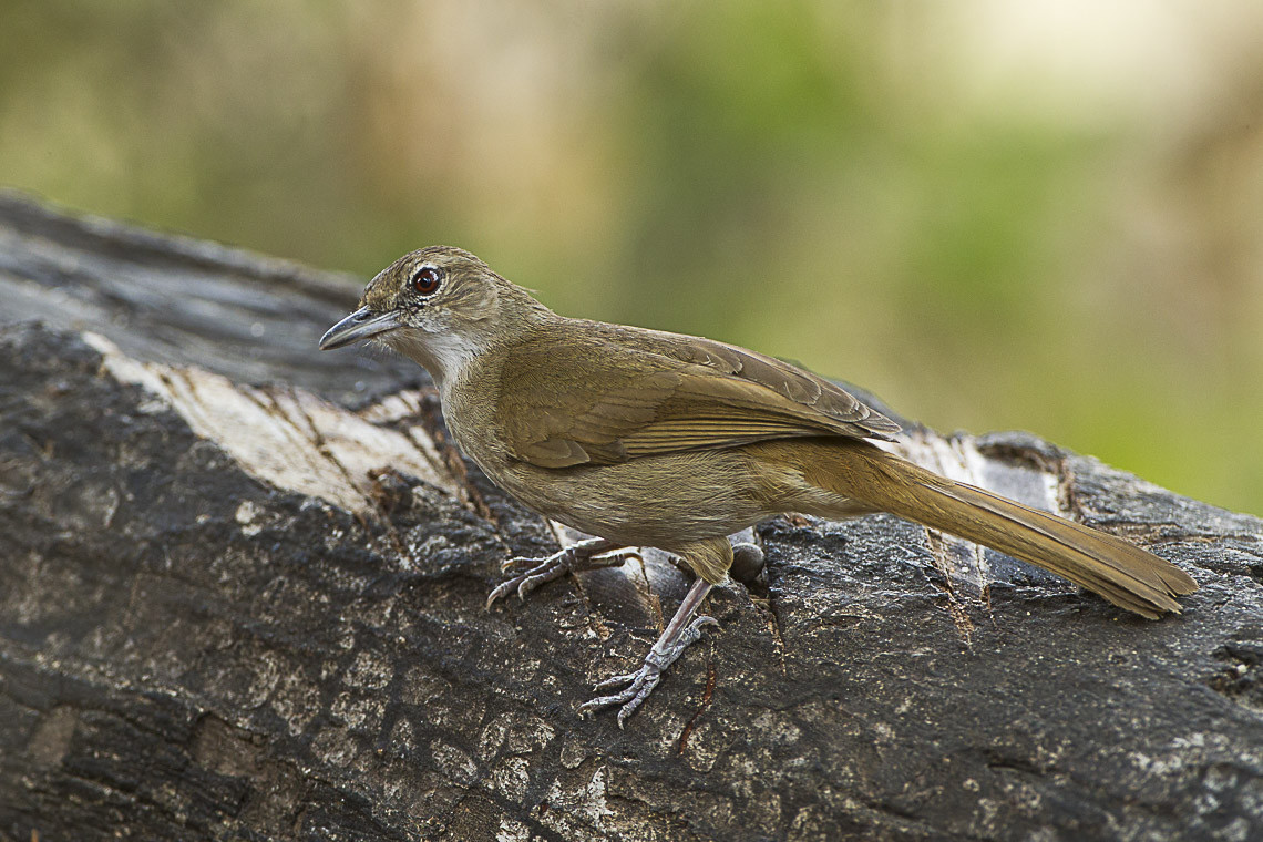 image Terrestrial Brownbul